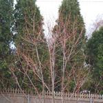 Yard Pics 2006