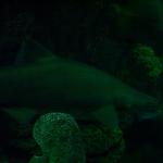 DCP_2350.JPG