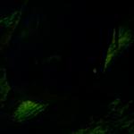 DCP_2370.JPG