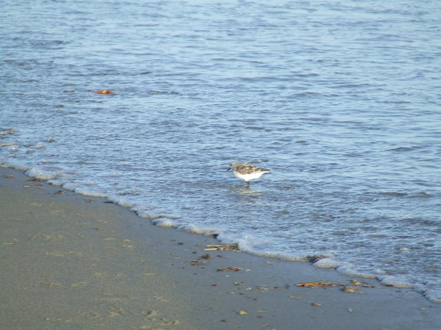 DSCF0159.JPG