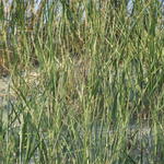 DSCF0188.JPG