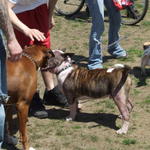 Buttonwood Pet Day