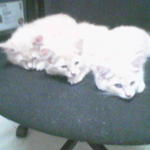 pic22.jpg