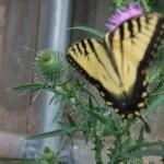 DSCF1147.JPG