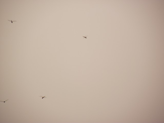 DSCF1968