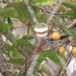 October 24th Mahaparanirvana Temple and travel to Nepal