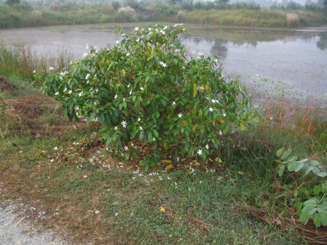 DSCF4108